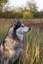 husky husky dog Ã¢â¬â¹Ã¢â¬â¹shot in natural conditions in sunlight